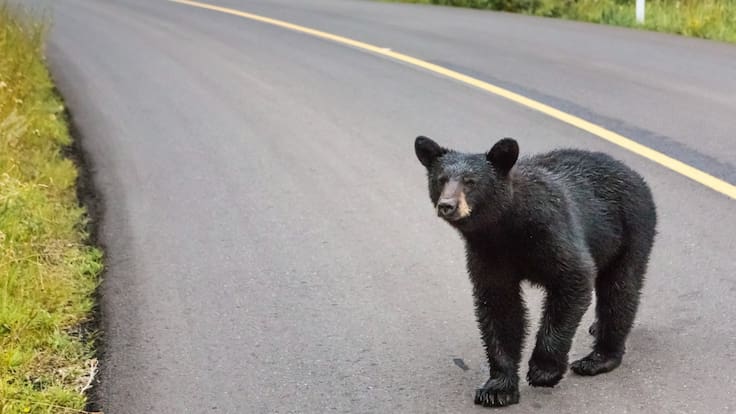 Atropellan a oso en carretera de Nuevo León; Recibe atención médica |VIDEOS