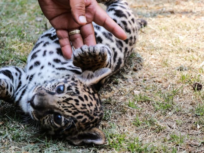 Liberan un jaguar en área natural protegida de Quintana Roo