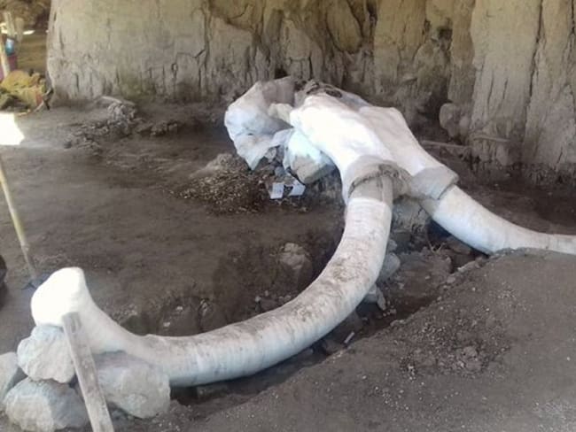 Encuentran primera trampa de mamut en el mundo en Tultepec