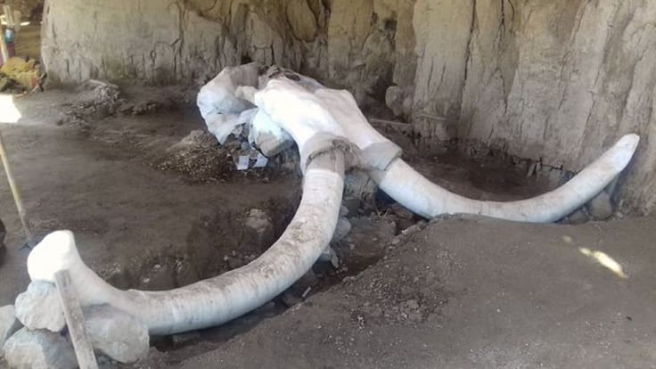 Encuentran primera trampa de mamut en el mundo en Tultepec