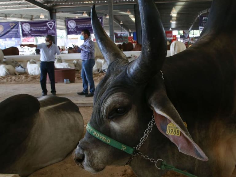 Celebran mayores penas para tráfico de ganado