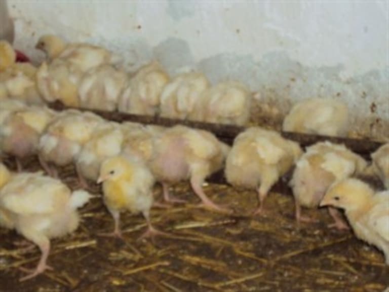 Impone CFC multa de 3.16 millones de pesos por prácticas monopólicas absolutas en venta de pollo