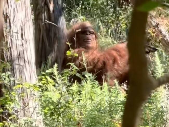 Sorprende VIDEO viral de “Pie Grande”, graban aterradora criatura en bosque de EUA