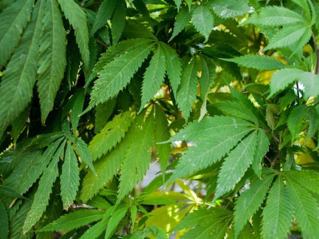 Se pronuncia UNPF contra legalización del consumo lúdico de la marihuana