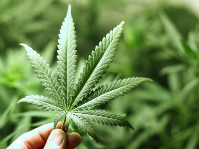 “Así Sopitas”: Cannabis, producto más consumido el Día de Acción de Gracias