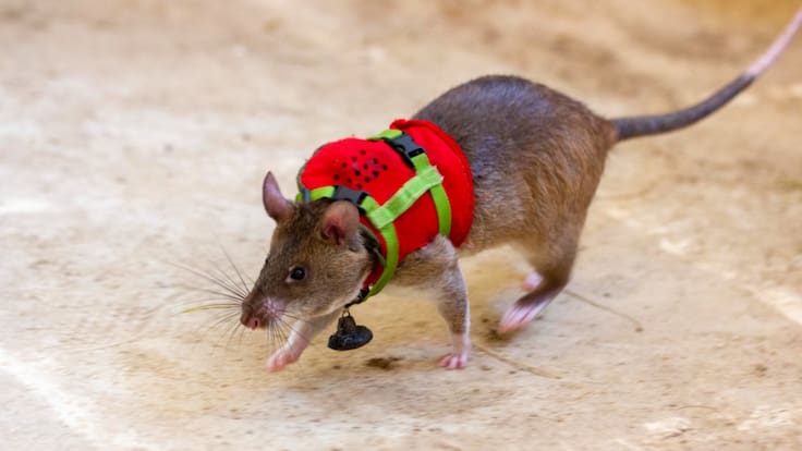 Entrenan a ratas con mochilas y micrófonos para tareas de rescate | FOTOS
