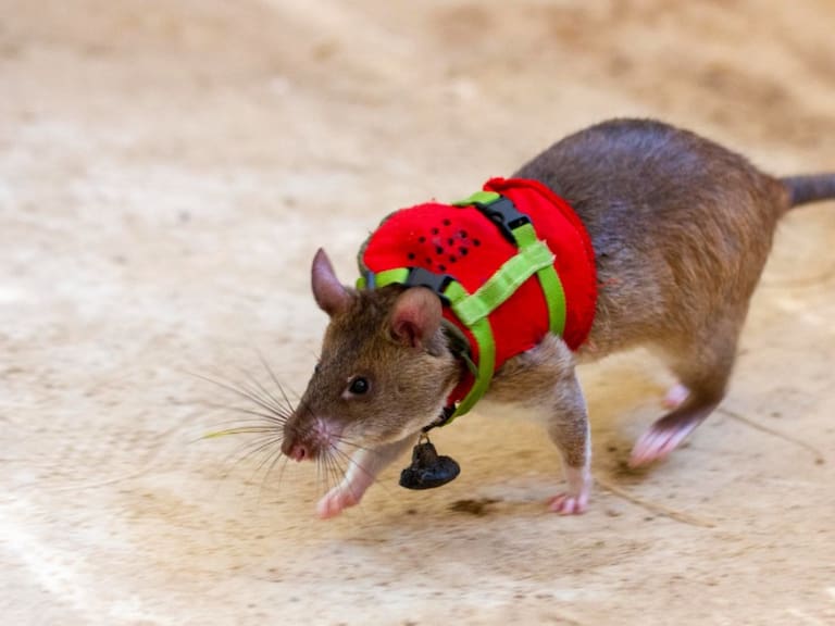 Las ratas son equipadas con pequeñas mochilas donde cargan micrófonos para poder comunicarse con las víctimas de derrumbes.