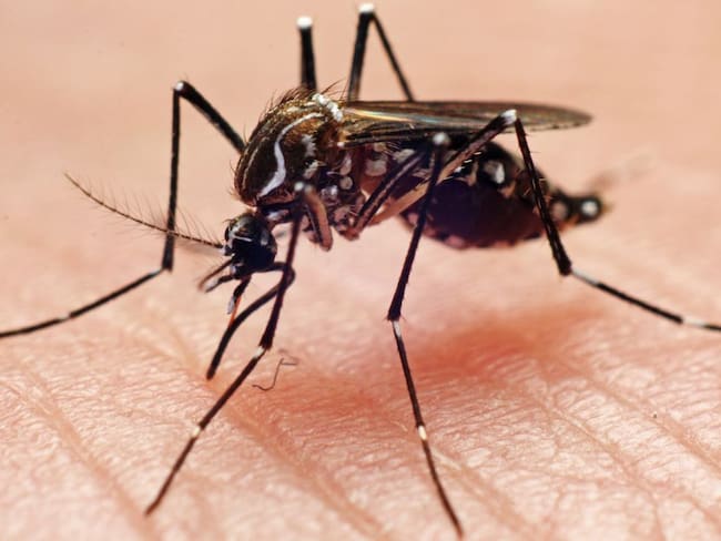 Jalisco, segundo lugar a nivel nacional en casos de dengue