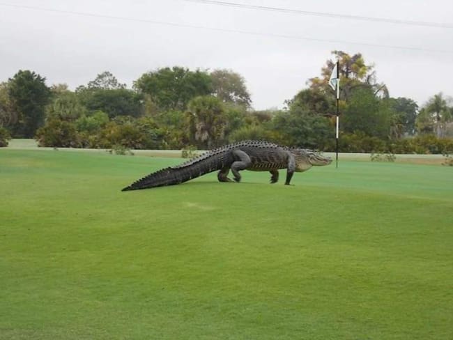 Caimán gigante se pasea por un campo de golf en Florida