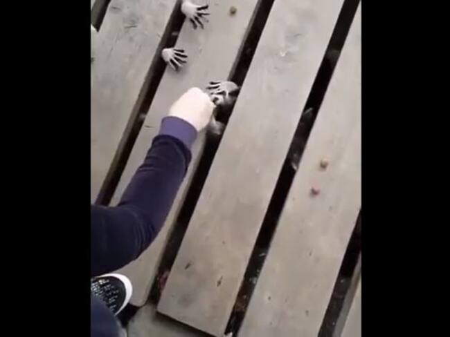 Mujer alimenta mapaches y crea una imagen bastante aterradora