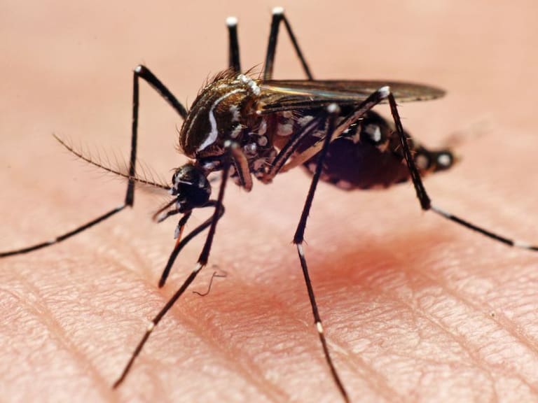 Secretaría de Salud previene el dengue en panteones de Jalisco