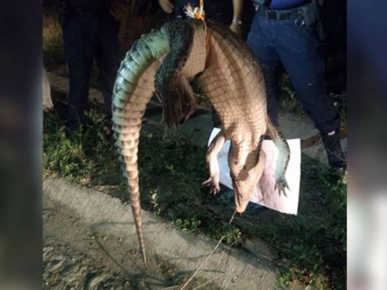 PGR investiga muerte del cocodrilo colgado en Puerto Vallarta