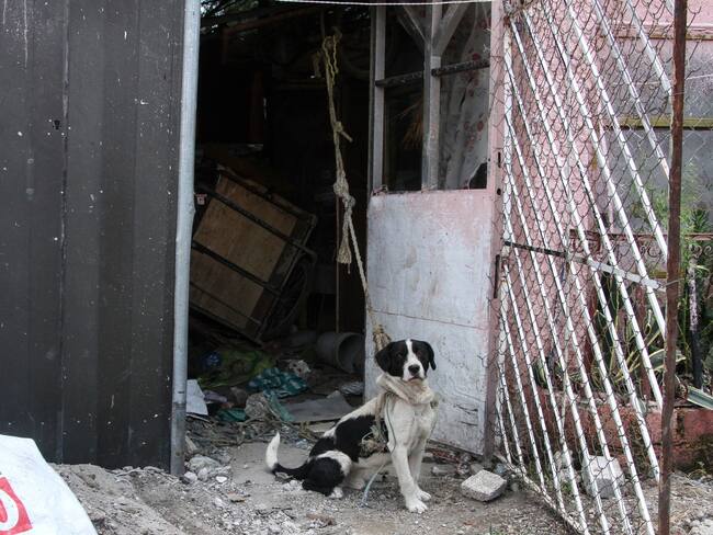 En México no existe una ley a nivel federal que proteja a los animales: Giselle Arellano