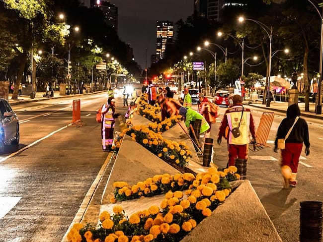Cempasúchil alcanza producción histórica en CDMX, lista para Día de Muertos