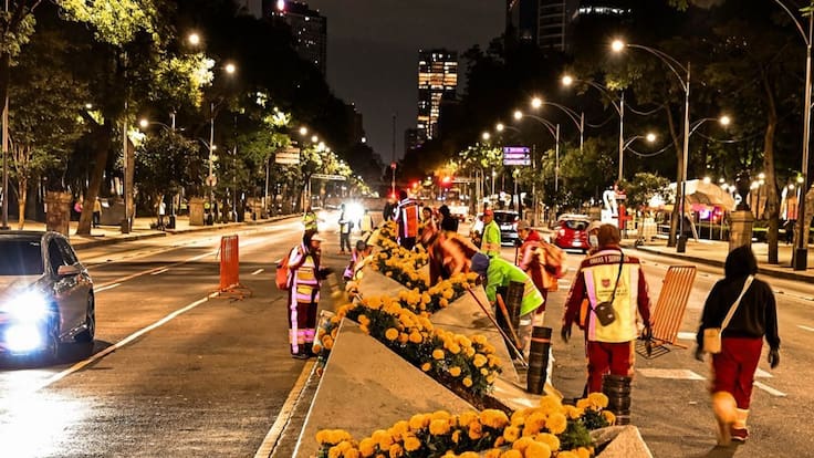 Cempasúchil alcanza producción histórica en CDMX, lista para Día de Muertos