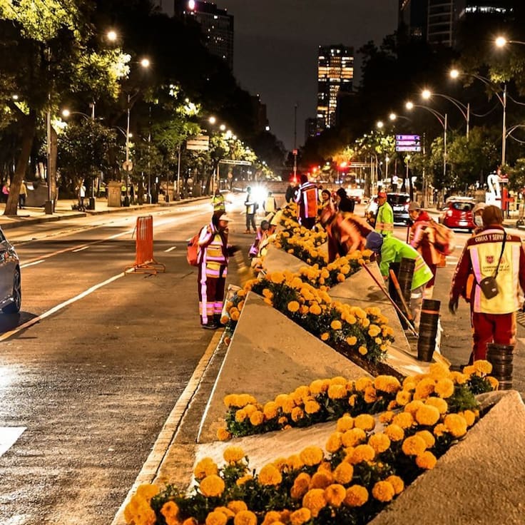 Cempasúchil alcanza producción histórica en CDMX, lista para Día de Muertos
