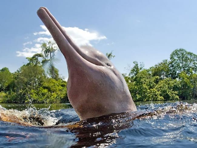 Los delfines de agua dulce son declarados en peligro de extinción