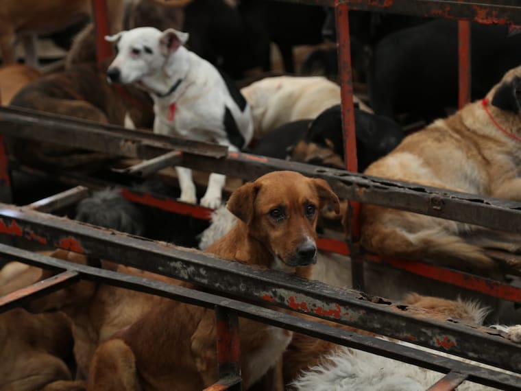 Brugada rechaza maltrato a animales recuperados; organizan recorrido.