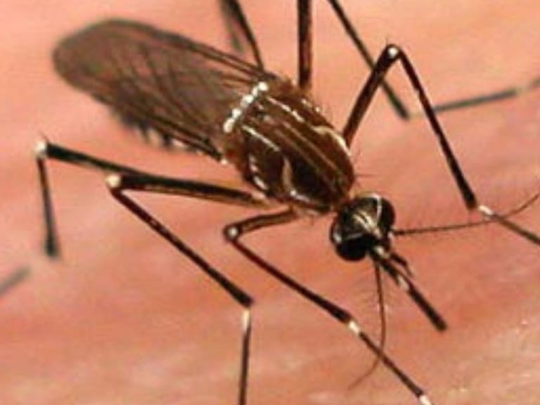 AMLO desconoce emergencia de dengue en Jalisco