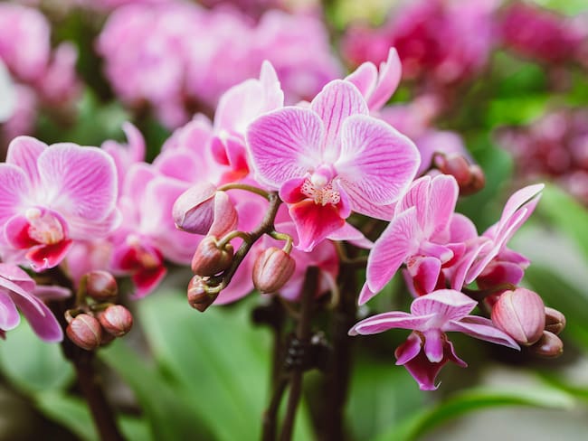 Orquídeas en CDMX: así será la exposición en el Museo Casa del Risco