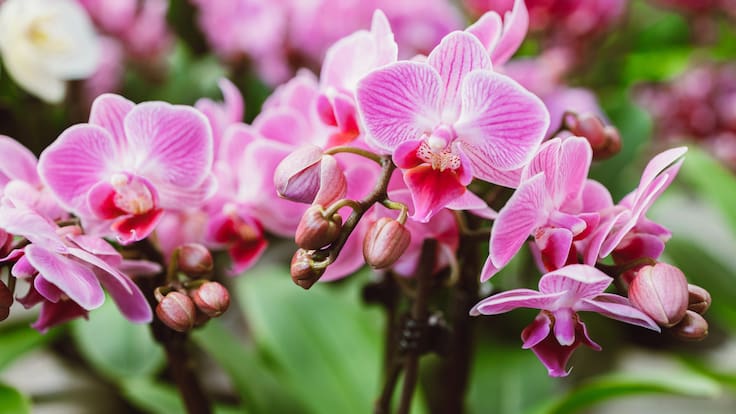Orquídeas en CDMX: así será la exposición en el Museo Casa del Risco
