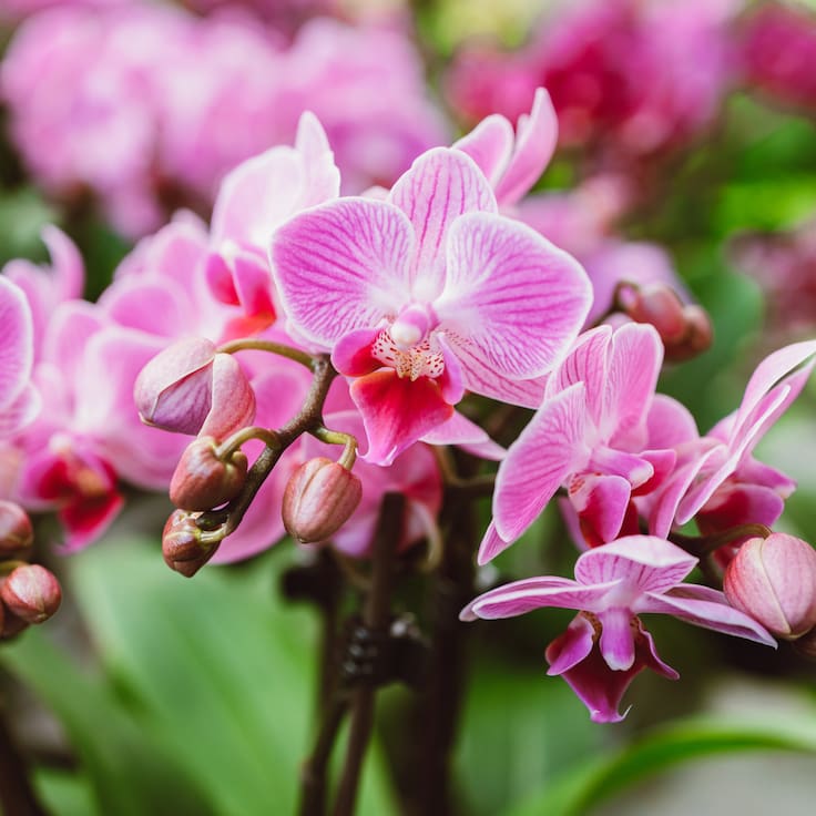 Orquídeas en CDMX: así será la exposición en el Museo Casa del Risco