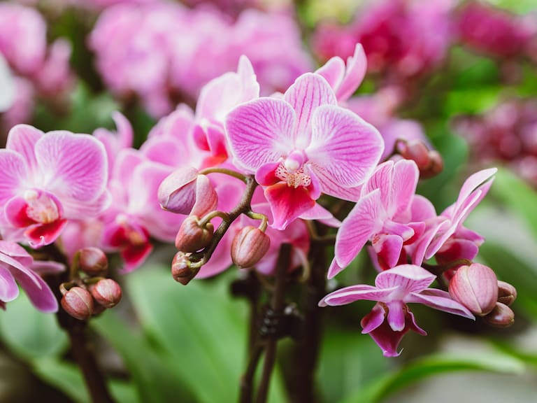 Mx - Orquídeas en CDMX: así será la exposición en el Museo Casa del Risco.