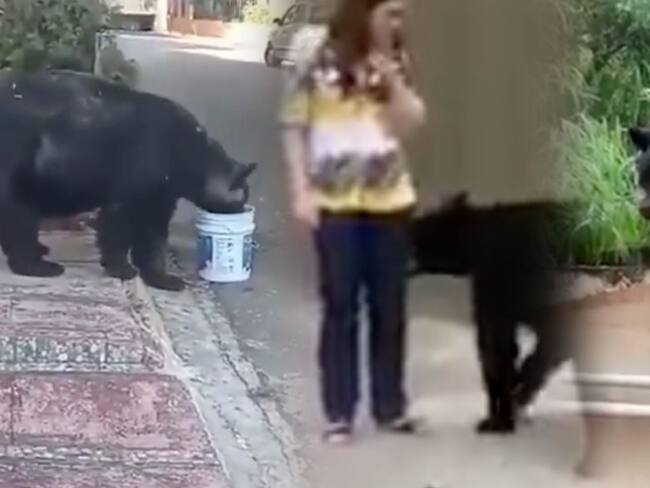 ¿Por qué hay osos invadiendo casas en Monterrey?, se meten a jardines, albercas, conviven con humanos y cada vez hay más casos VIDEOS
