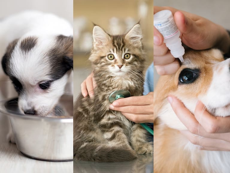 ¿Adiós a los impuestos como el IVA a los alimentos y medicina para mascotas mascotas y la deducción de ISR del médico veterinario?