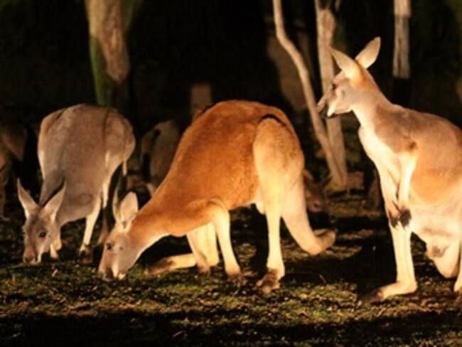 Safari nocturno.Cecilia,organizadora