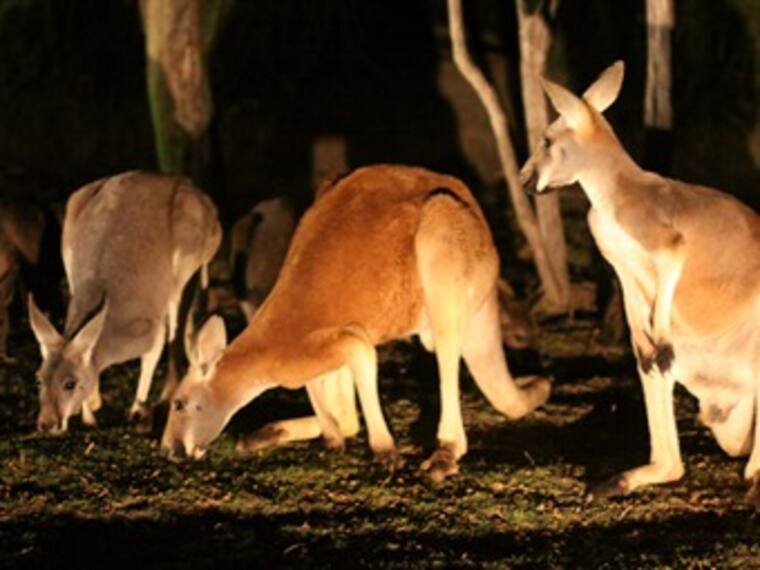 Safari nocturno.Cecilia,organizadora