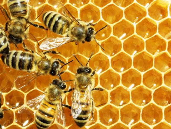 ¿Por qué ya no vemos tantas abejas como antes?