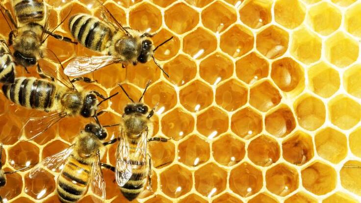 ¿Por qué ya no vemos tantas abejas como antes?