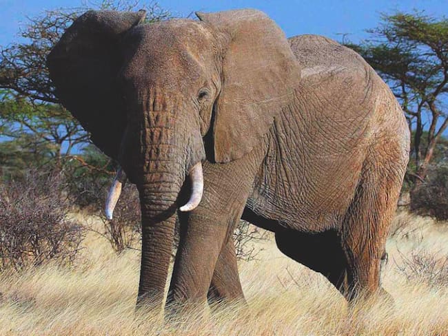 Elefante provoca la muerte a niño en Uganda