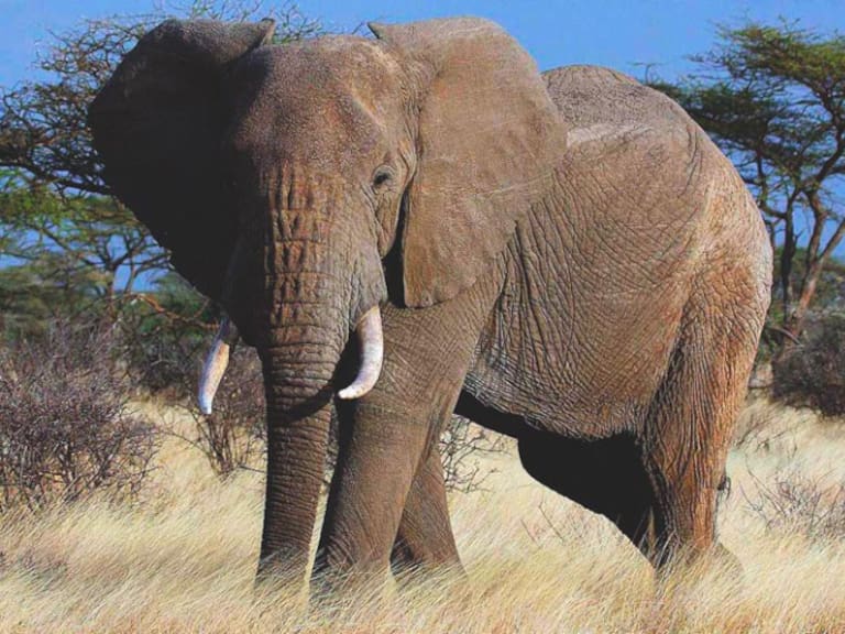 Elefante provoca la muerte a niño en Uganda