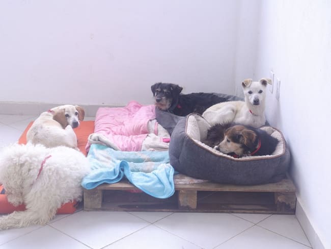 Perros rescatados no regresarán al Refugio Franciscano, anuncian autoridades de CDMX