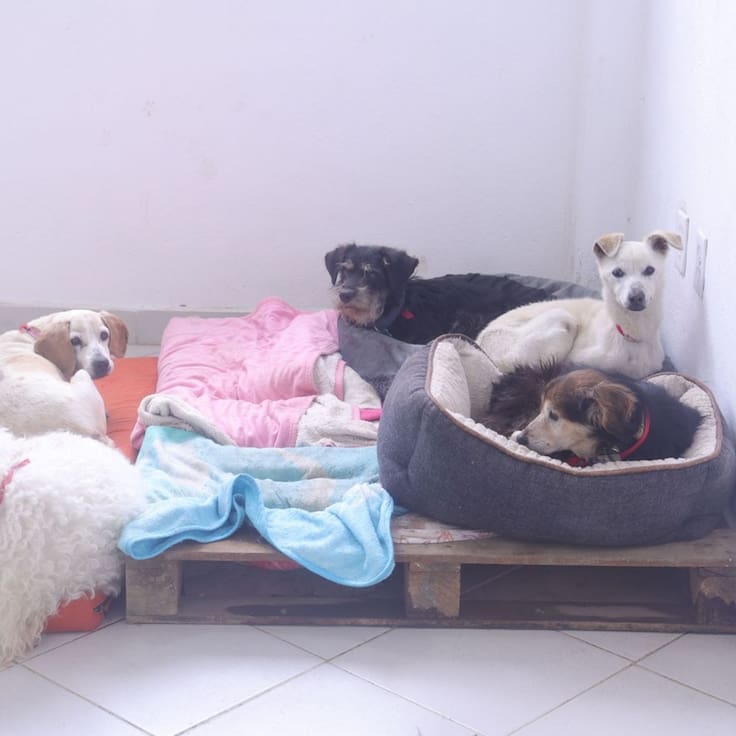 Perros rescatados no regresarán al Refugio Franciscano, anuncian autoridades de CDMX