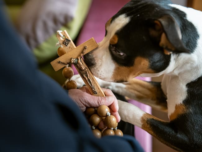 ¿Por qué se bendice a las mascotas el día de San Antonio Abad? 