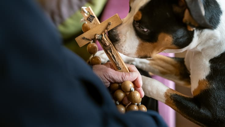 ¿Por qué se bendice a las mascotas el día de San Antonio Abad? 