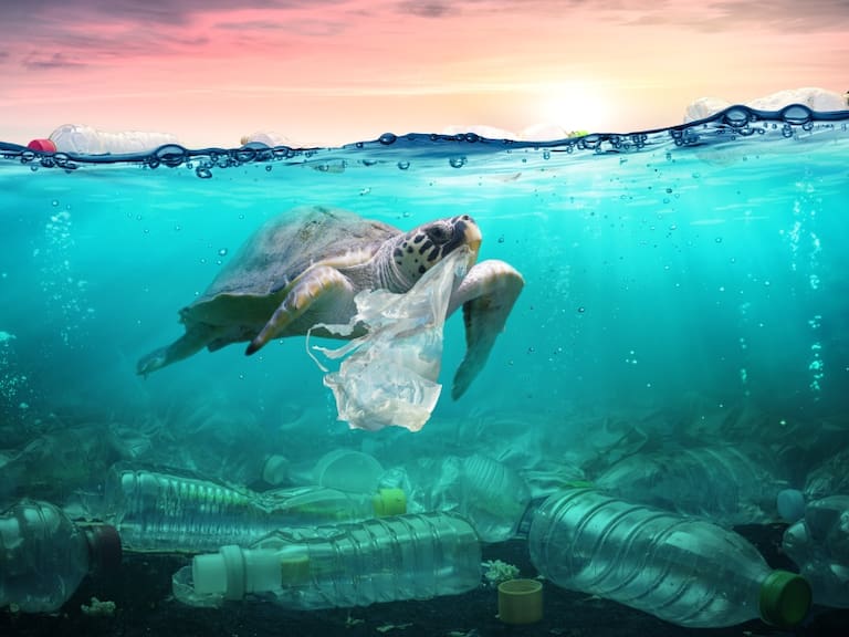 La Contaminación por plástico en el mar afecta a estas especies