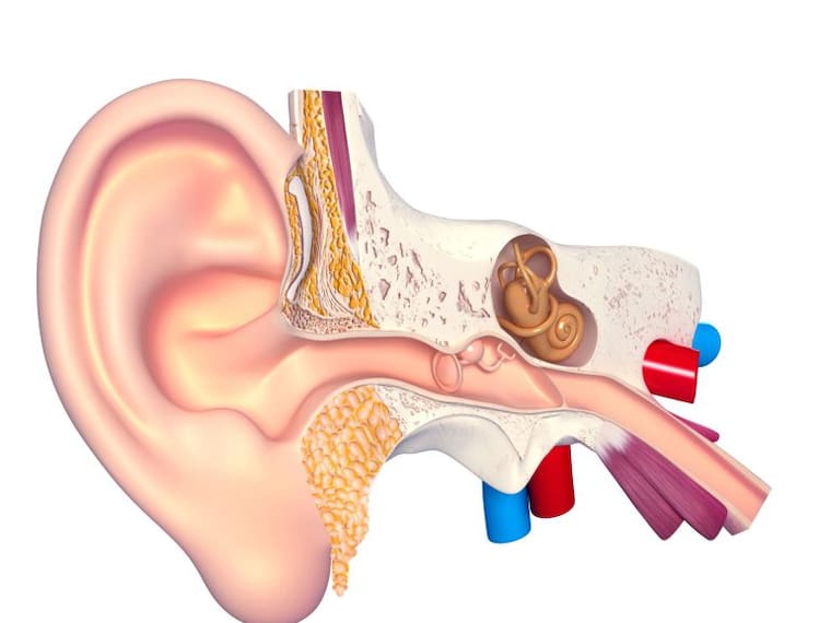 El ABC del oído