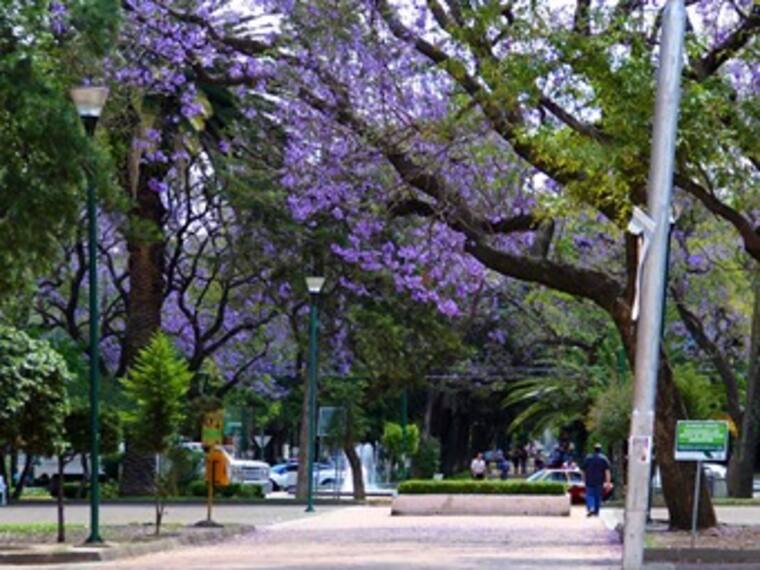 'Garrapatas en parques de Polanco'. Humberto Morgan, Seguridad ciudadana, Miguel Hidalgo