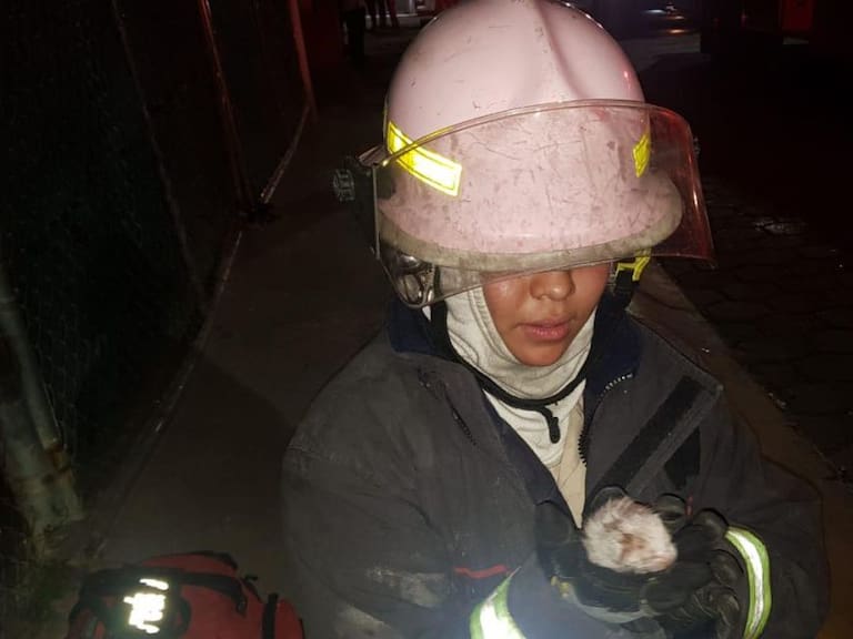 Rescatan a 4 gatitos de un incendio en Lomas del Batán