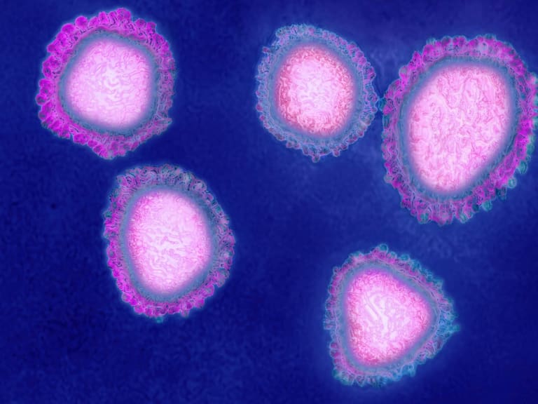 Científicos logran recrear coronavirus y abren la posibilidad de una cura