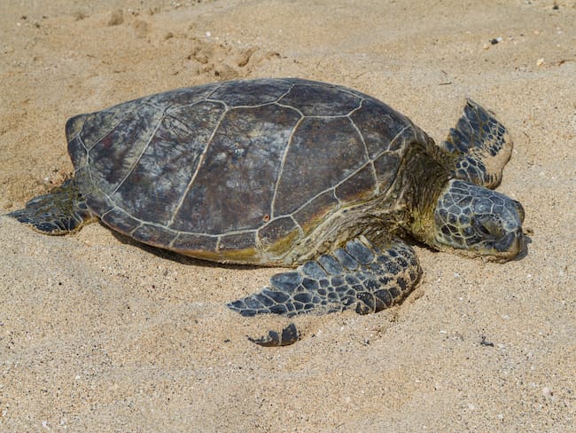 ¿Por qué comer carne de tortuga marina puede ser mortal? 