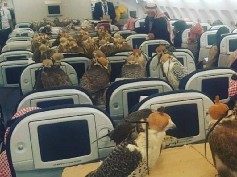 Un príncipe saudí compró los pasajes de avión para sus 80 halcones