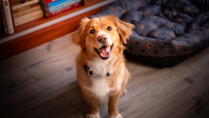 Día Mundial del Perro 2026: la fecha que busca dar voz a millones de animales abandonados