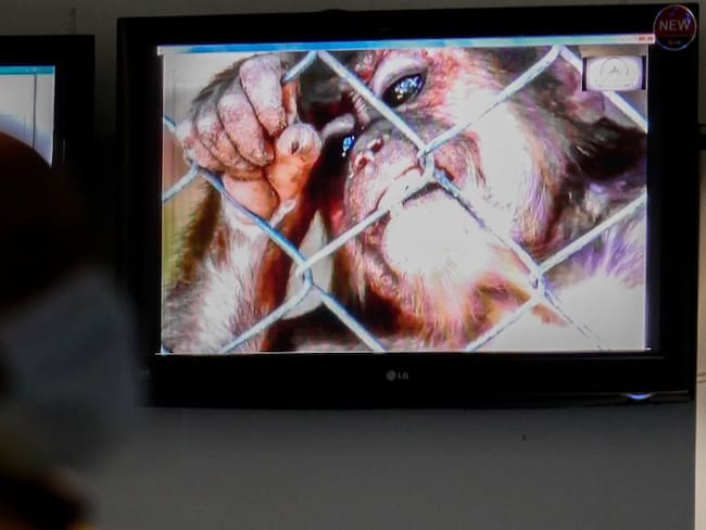 México no ha identificado casos de viruela del mono: SSa