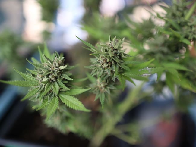 México rezagado en regulación de cannabis frente a EU, advierte experta