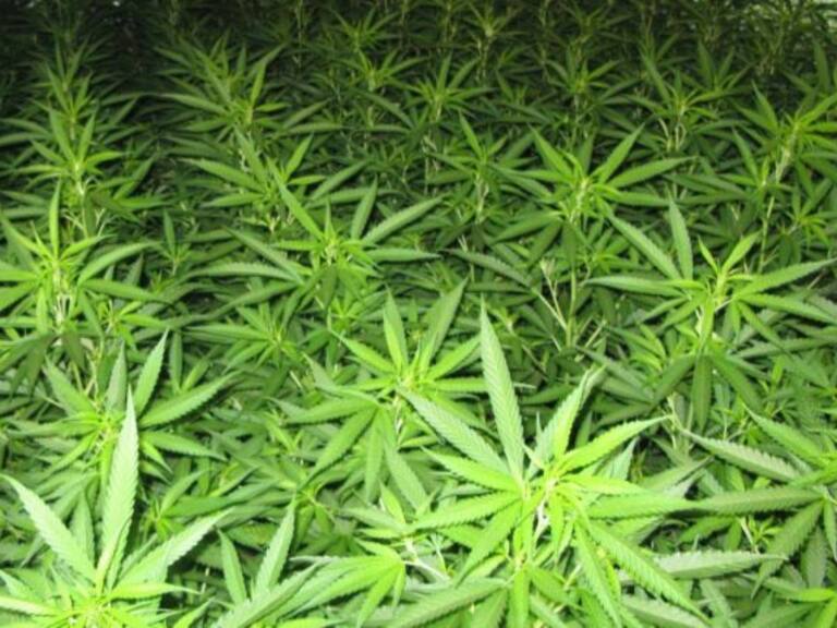 Localizan 54 kilos de marihuana en Pihuamo